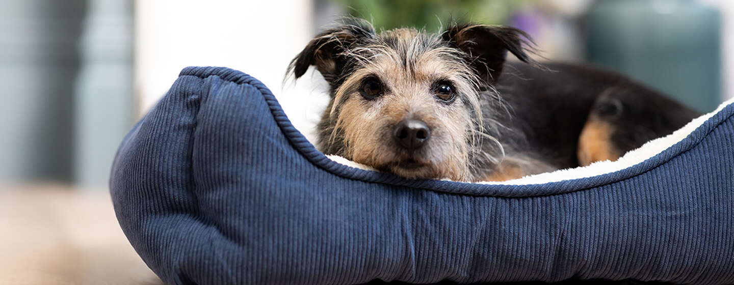 Geriatric dog clearance bed